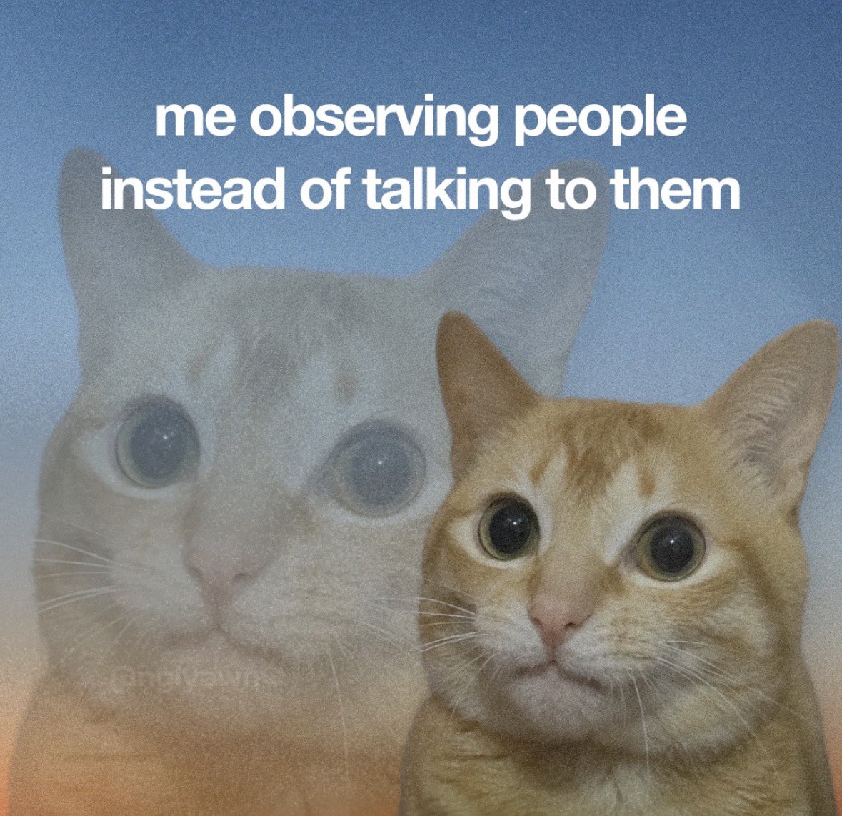 literallymecats's tweet photo. https://t.co/DPhSVY1hkc
