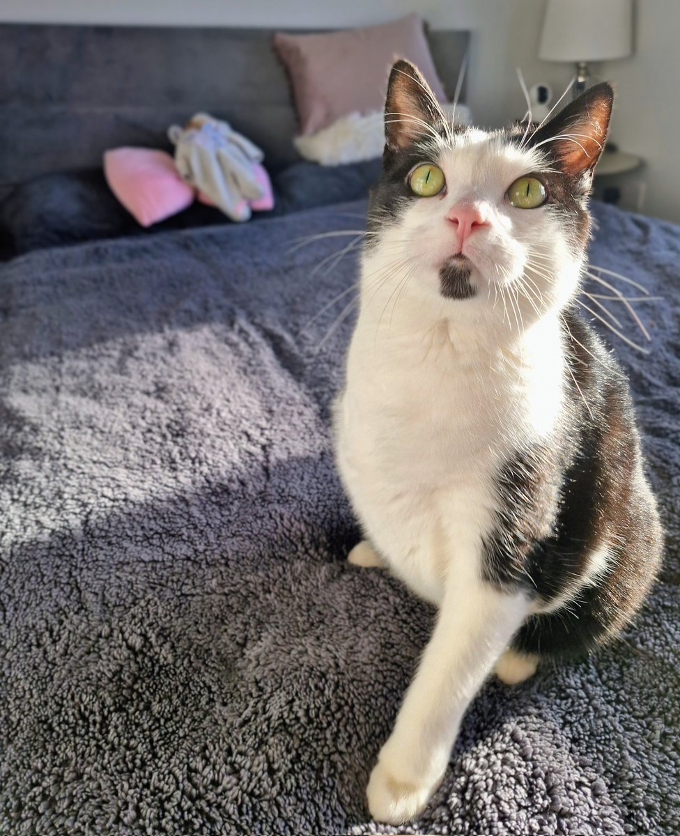 DougieThreeLegs's tweet photo. MINE MUMY GETTED THE MOAST HAMSOM MAN SHE KNOWES TATODDED ON HERS LEGGEYYYYYY ,!!!!!

itse me, dugy,!!!!!!! Do yuo likes it,???? She ams say it an bit bloodily in the pictores becas it VAREY FRESCH 😅 https://t.co/DeNq99buvL