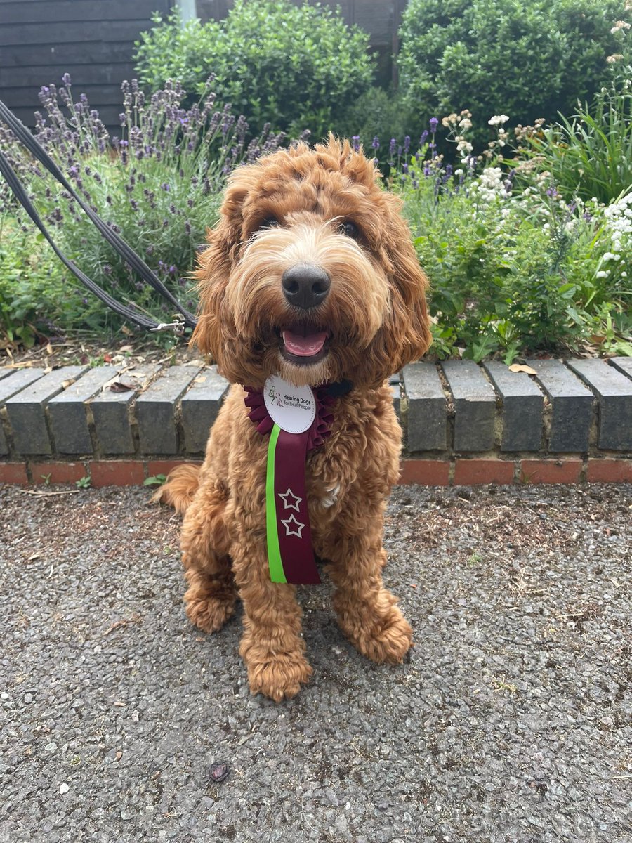HearingDogs's tweet photo. Happy news for a very happy boy 🐶

Marco has passed his final assessment &amp; is off to be a life-changing hearing dog!

He's been a joy to train and we're so proud of him. We know he's going to make the world of difference to his future deaf partner.

Congratulations Team Marco 🎉 https://t.co/Ip9ZPaqTk5