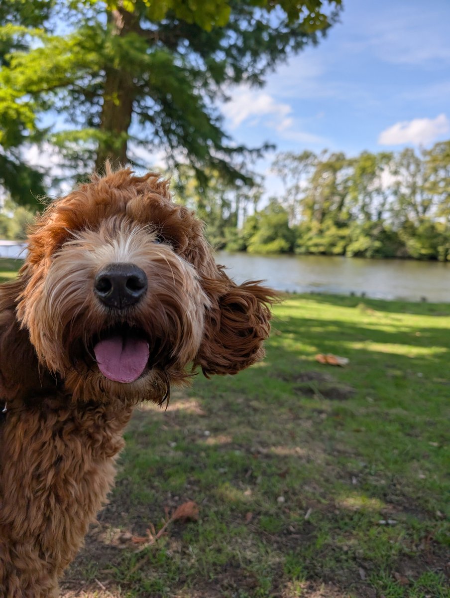 HearingDogs's tweet photo. Happy news for a very happy boy 🐶

Marco has passed his final assessment &amp; is off to be a life-changing hearing dog!

He's been a joy to train and we're so proud of him. We know he's going to make the world of difference to his future deaf partner.

Congratulations Team Marco 🎉 https://t.co/Ip9ZPaqTk5