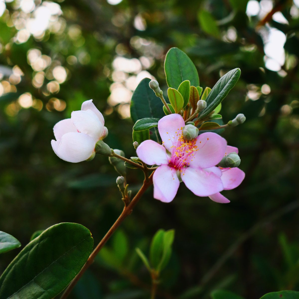 Virginia1Gina's tweet photo. @AmordAlma_ 🌿 Very nice, thanks always dear 𝓐𝓵𝓲𝓬𝓲𝓪! 🩷
This wonderful Linum pubescens, the hairy pink flax, is an herbaceous flowering plant in the genus #Linaceae native to the east Mediterranean region. The plant is annual and blooms in the spring. https://t.co/CqAtdLLXTk