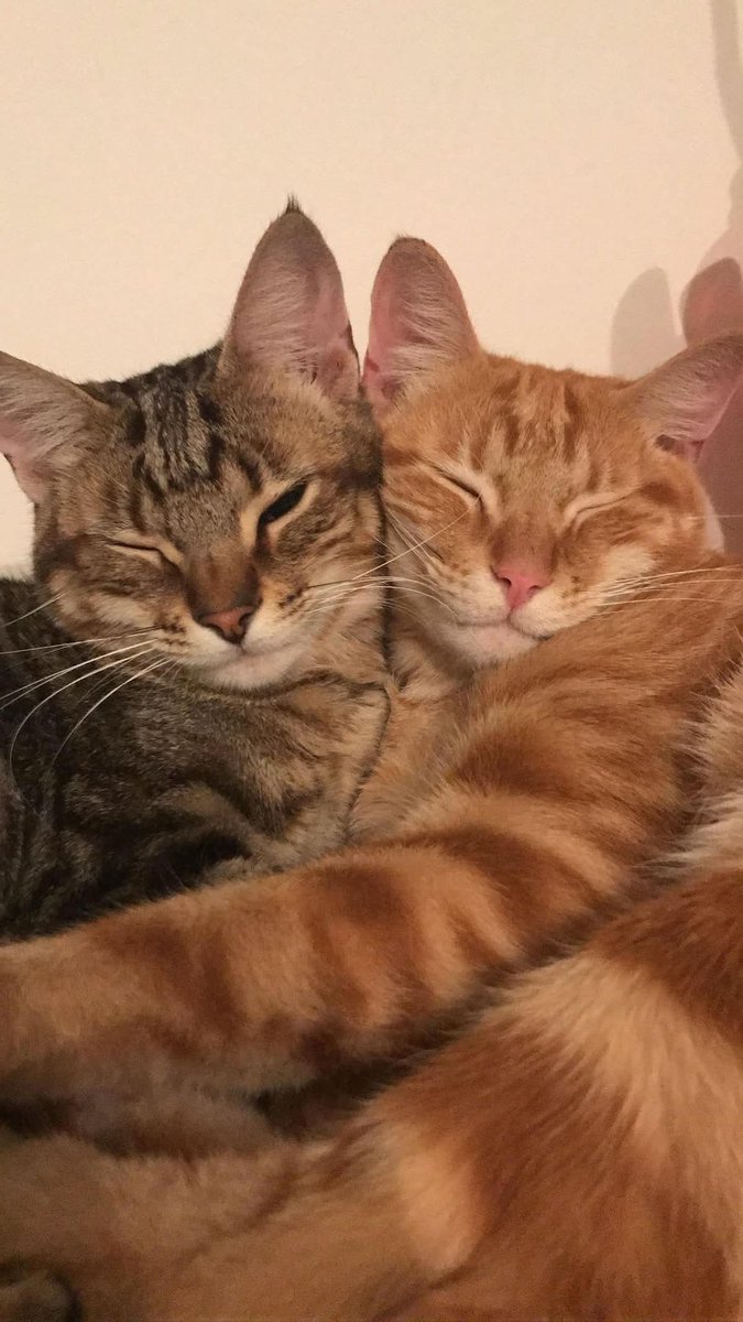 daily solidarity as cats 🎗 tweet media