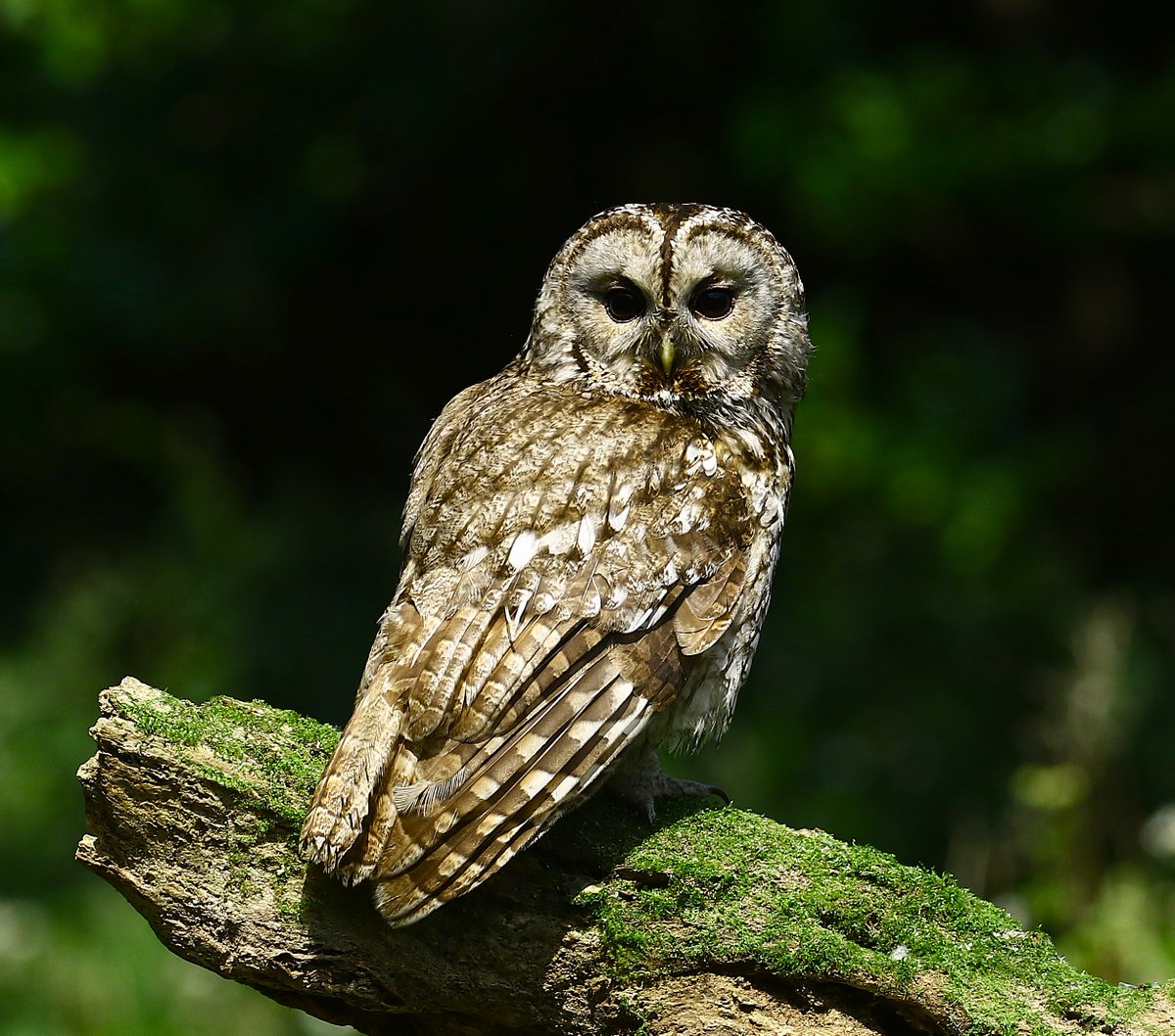 LadyVee67's tweet photo. Tawny Owl in the woods. 🦉
@CountryfileMag 
@WildlifeMag 
@WildlifeTrusts 
@RSPBbirders https://t.co/4HpL5Aype8