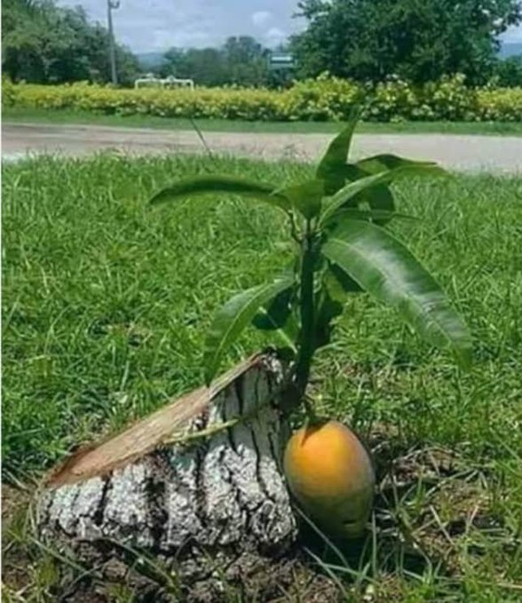 CLEMENTMAN73752's tweet photo. See the fruit. https://t.co/JczqCeLgS6