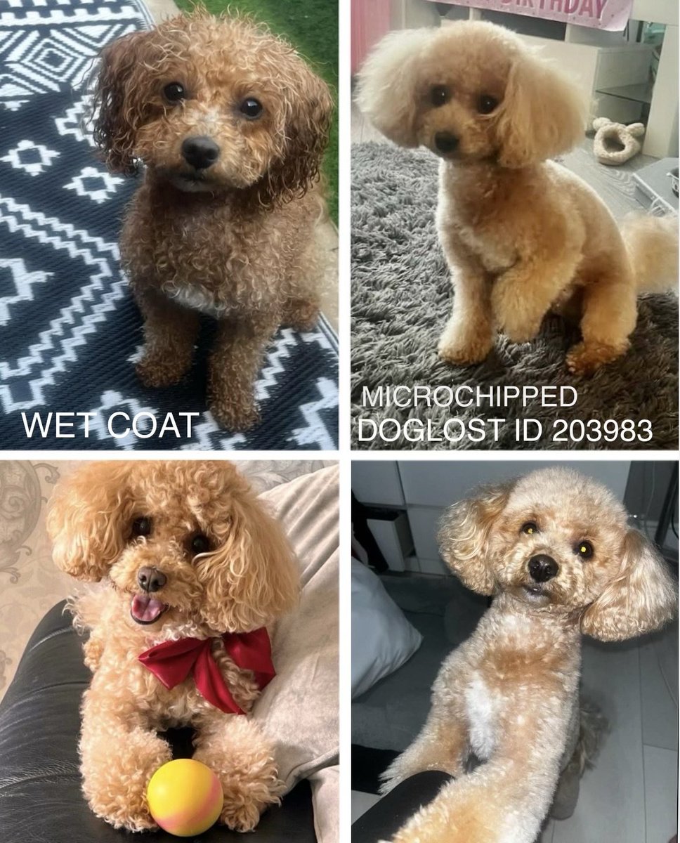 millypod1's tweet photo. MAGGIE HOME SAFE. THANKS FOR RT's 😊🐕🐾

🆘3 JULY 2026 #Lost Maggie #ScanMe
YOUNG Bichon Frise Female #PUPPY
Baxters lane area #StHelens #WA9 #SaintHelens #Merseyside 
https://t.co/HDTgdXa7sm https://t.co/AbpE4f7ukK