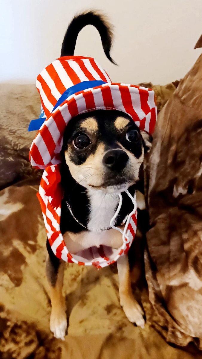 PrancerPaw's tweet photo. TinkerBelle says have a happy and safe 4th of July โค๏ธ๐บ๐ฒ๐ and please keep your pets indoors and safe tonight and away from chip bags. And please don't scare the wildlife with stupid fireworks. #FireworksScarePets #PetSafety #PreventPetSuffocation https://t.co/0QmrpyzIHY