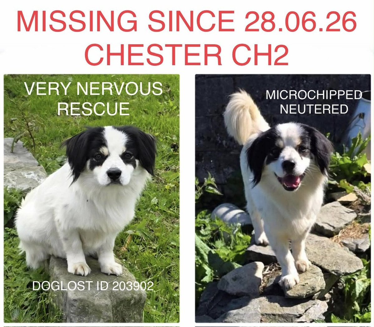 millypod1's tweet photo. PANDA HOME SAFE. THANKS FOR RT's 😊🐕🐾
🆘28 JUNE 2025 #Lost Panda #ScanMe
Cross Breed Male. New Rescue and will be nervous Mount Pleasant #Chester #Cheshire #CH2 #Elton #Hoole #Ince #MickleTrafford #Moston https://t.co/3mVvY0MBCh https://t.co/8jWCnK7rCW