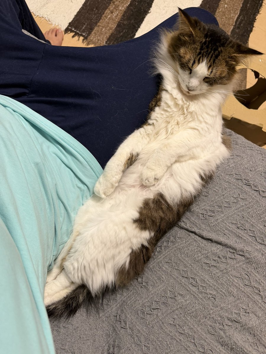Fu_u023's tweet photo. こんなところで寝ないでください…
(私がよけると可哀想で眠れなくて)タヒんでしまいます… https://t.co/y0L5zBaVU2