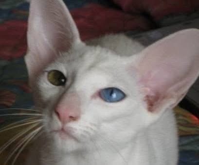 AltAnalyst's tweet photo. ❤️ Purrsulations On @toystory  From My Baby's at OYA Cattery; @taylorswift13; 

RW SGC KLAZEEKATS Smooth Jazz of OYA (OEW) Oriental Shorthair 

RW SGC D'OLTREMARE'S El Niño of OYA Creme Point Siamese Italian Import 

RW CH KLAZEEKATS Zsa Zsa Gabor of OYA Seal Silver Siamese 

and

IW, RW SGC KLAZEEKATS Ivanna Trump of OYA  Blue Tortoiseshell Russian Peterbald  [ First TICA Champion In The World ] ❤️