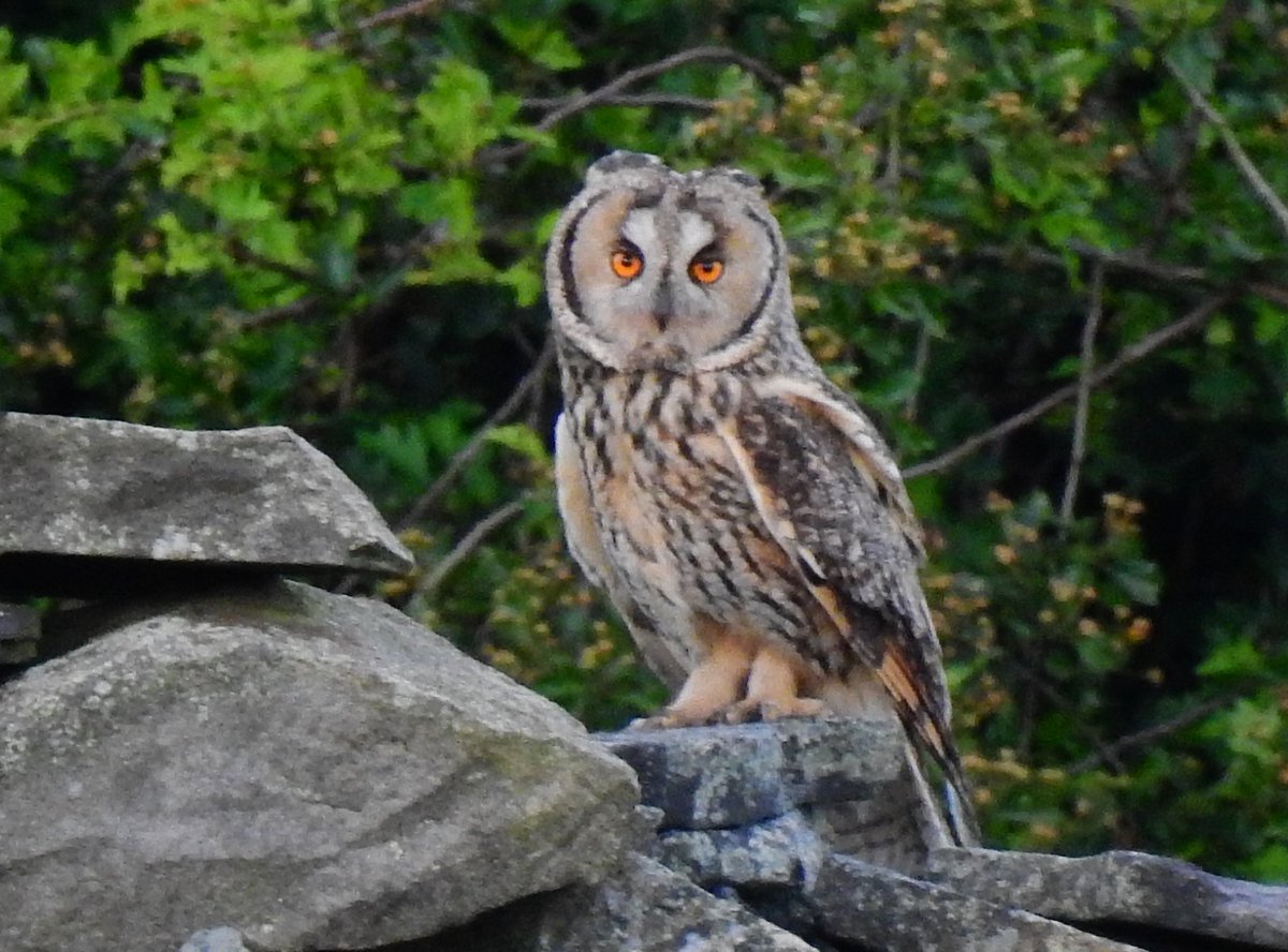 Starlight_Bliss's tweet photo. Never get tired of seeing these beauties ๐ #LongearedOwl #owls https://t.co/Kwe1LmfhXR
