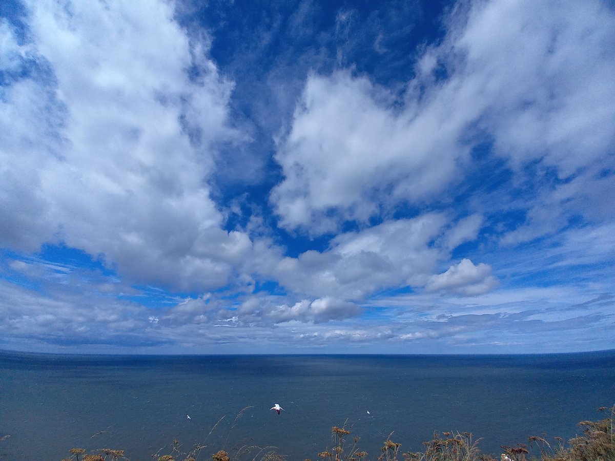 BookwormBean's tweet photo. Beautiful day on the cliffs at Bempton. The skies, the birds https://t.co/1MRtTzf7tZ