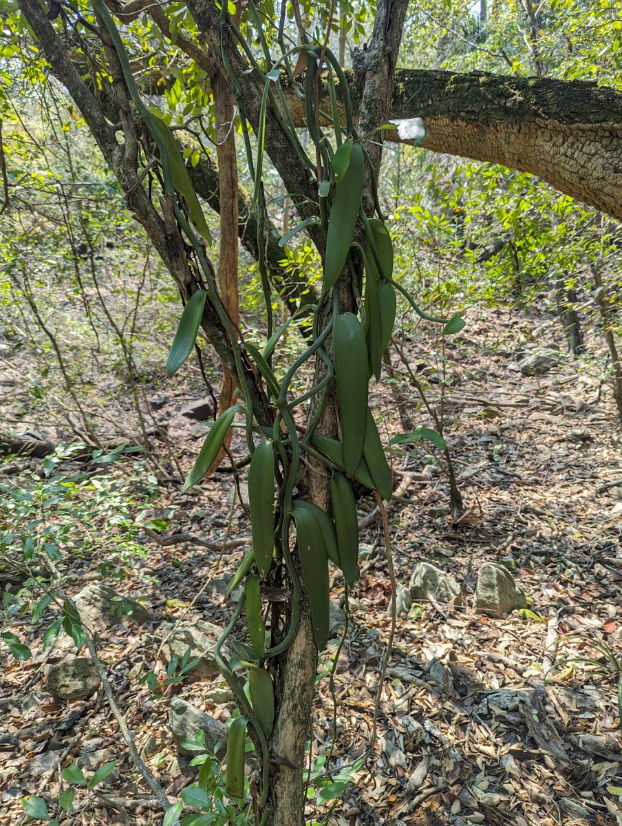 Drunken_Forest's tweet photo. ¿Sabían que en Paraguay existe vainilla silvestre? La esencia comercial es extraída de la vaina (capsula de semillas) de Vanilla planifolia, pero el género Vanilla tiene aproximadamente 150 especies, estas fotos son de Concepción, zona del Río Apa. https://t.co/kI4bT3UjFA