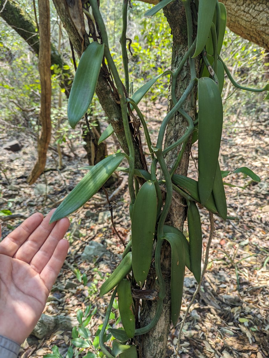 Drunken_Forest's tweet photo. ¿Sabían que en Paraguay existe vainilla silvestre? La esencia comercial es extraída de la vaina (capsula de semillas) de Vanilla planifolia, pero el género Vanilla tiene aproximadamente 150 especies, estas fotos son de Concepción, zona del Río Apa. https://t.co/kI4bT3UjFA