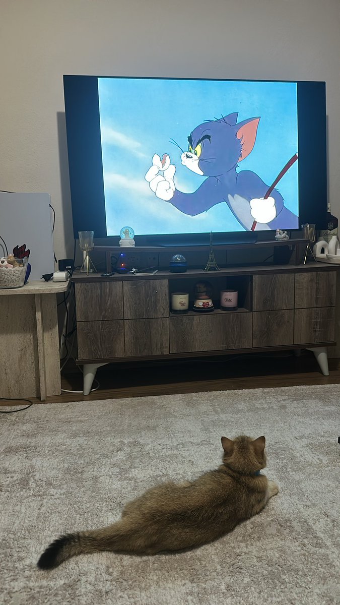Meiniang4's tweet photo. Tom ve jerry izleyen kedi gerçek değil https://t.co/FmtnA3jOxT