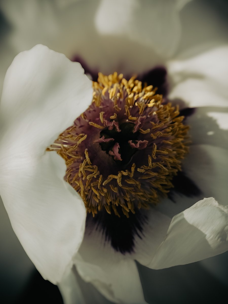 LadyTruckView's tweet photo. Elegant white peony captured in close-up, revealing the delicate beauty of its soft petals. A timeless symbol of grace, purity, and the charm of nature in bloom.

#MacroPhotography #Peony #FlowerPhotography #NaturePhotography #MobilePhotography https://t.co/FqwMGkY4y2
