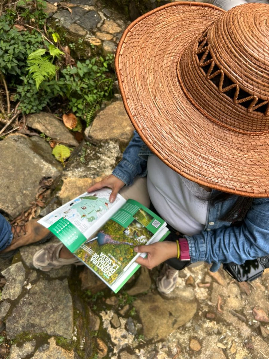 PazLMA's tweet photo. Un paisaje único e inigualable, así es el bosque nuboso. 

EI Biotopo del Quetzal protege un importante remanente de bosque nuboso, hábitat de numerosas especies de flora y fauna, incluyendo el ave símbolo de 🇬🇹 , el Quetzal (Pharomacrus mocinno mocinno) https://t.co/yxHAhibezr