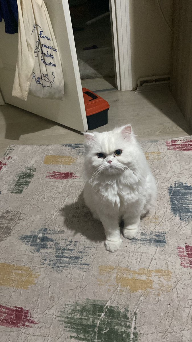 cirobeyy's tweet photo. Neymiş verdiğim mama azmış babababa https://t.co/kKsJhpIk2l
