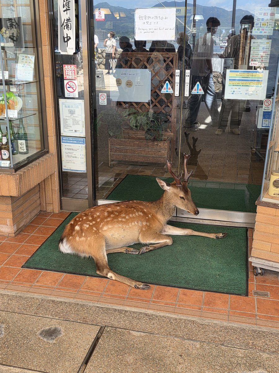 A79749332's tweet photo. 嚴島神社
今日も暑すぎる。。 https://t.co/piMLNSZToL