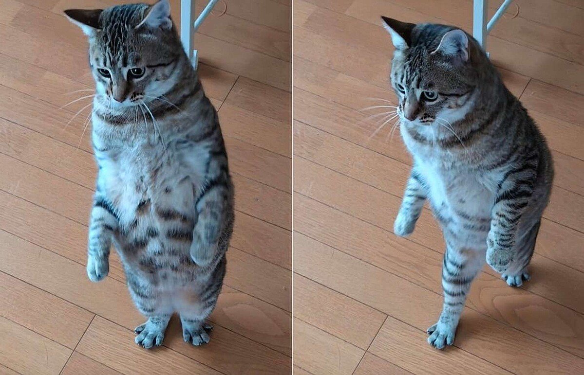 livedoornews's tweet photo. 【堂々】猫が立った→歩いた…人間のようなふるまいに驚き
https://t.co/Oxg0KzKYea

Xユーザーが投稿した、サバトラ模様の猫が2本脚で直立している写真が話題に。真っすぐに前を見つめ、しっかりと一歩を踏みしめ「道を開けろ」とでも言いたげな二足歩行に、16万を超えるいいねが寄せられた。 https://t.co/i336gzdnMX