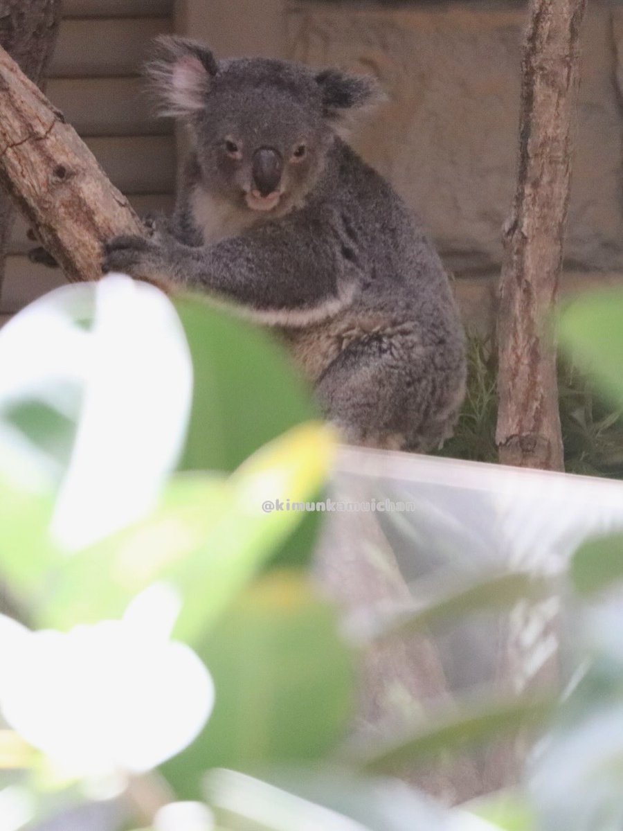 コアラ様 日陰からこんにちワ🐨☁️ 2026.06 #ワトル #東山動植物園 #コアラ