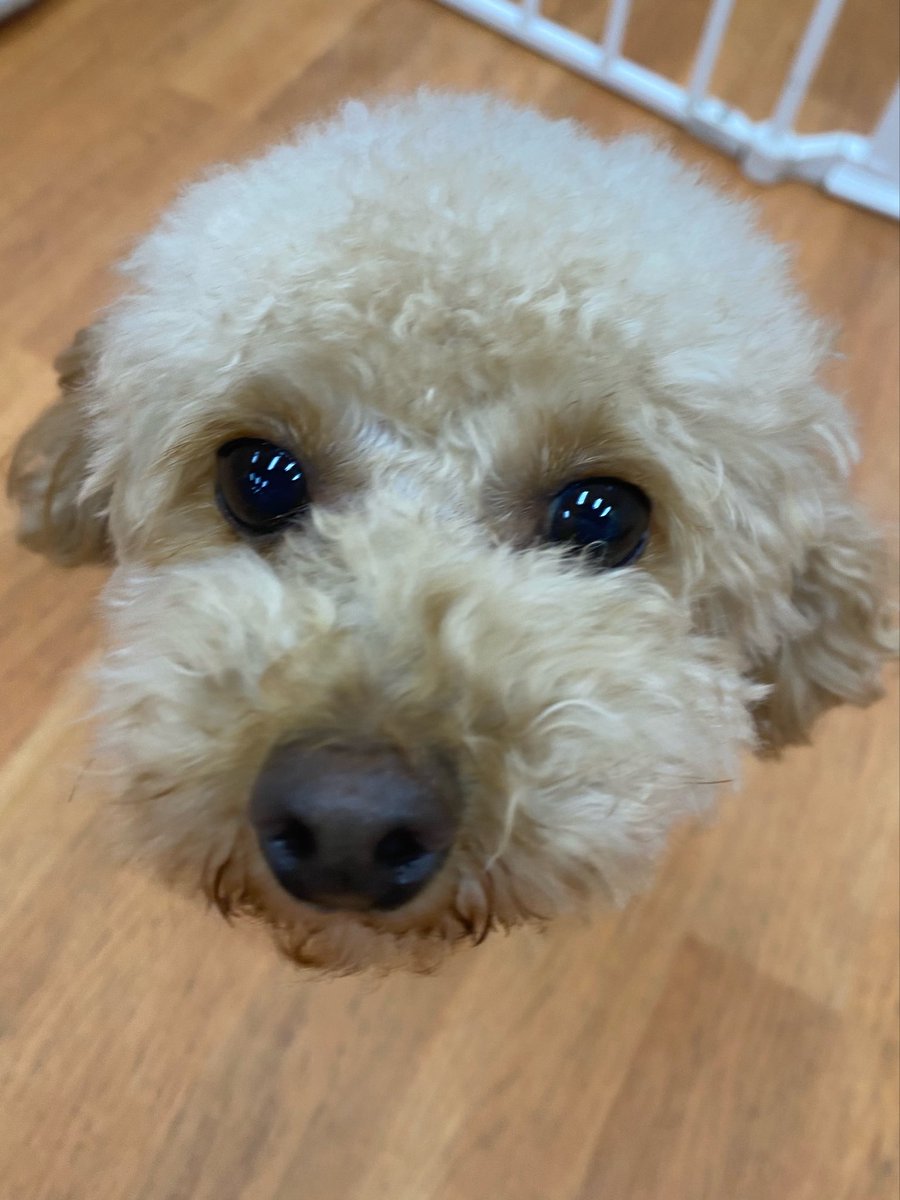 WanWanWan8611's tweet photo. スタッフの側から離れないぐらい
ベッタリさんで気付けば足元で
お座りして待ってくれています🐾

かまってー！と無邪気にジャンプ
してアピールするぐらい元気で
名前を呼ぶと走ってくる姿
が可愛いすぎます🥰

ポッチャマ/女の子/5才/2.5kg
🎂2021年2月16日生まれ
#トイプードル https://t.co/EDi4Vu7Ycp