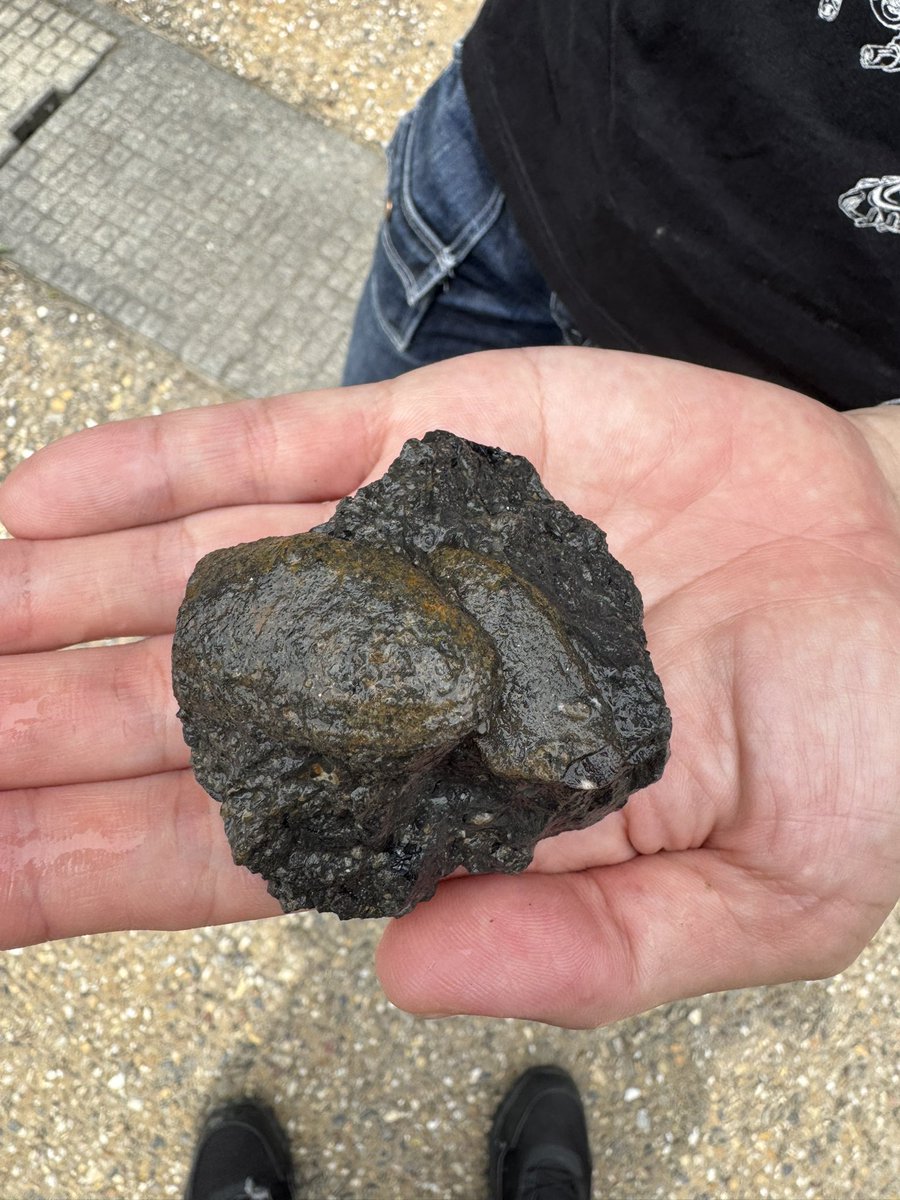 SPEED_MOST's tweet photo. 福井県立恐竜博物館で、化石発掘体験してきたよ！

貝の化石発掘しました！

#FPDM
#福井県立恐竜博物館
#化石発掘体験 https://t.co/B7BY4zhETU