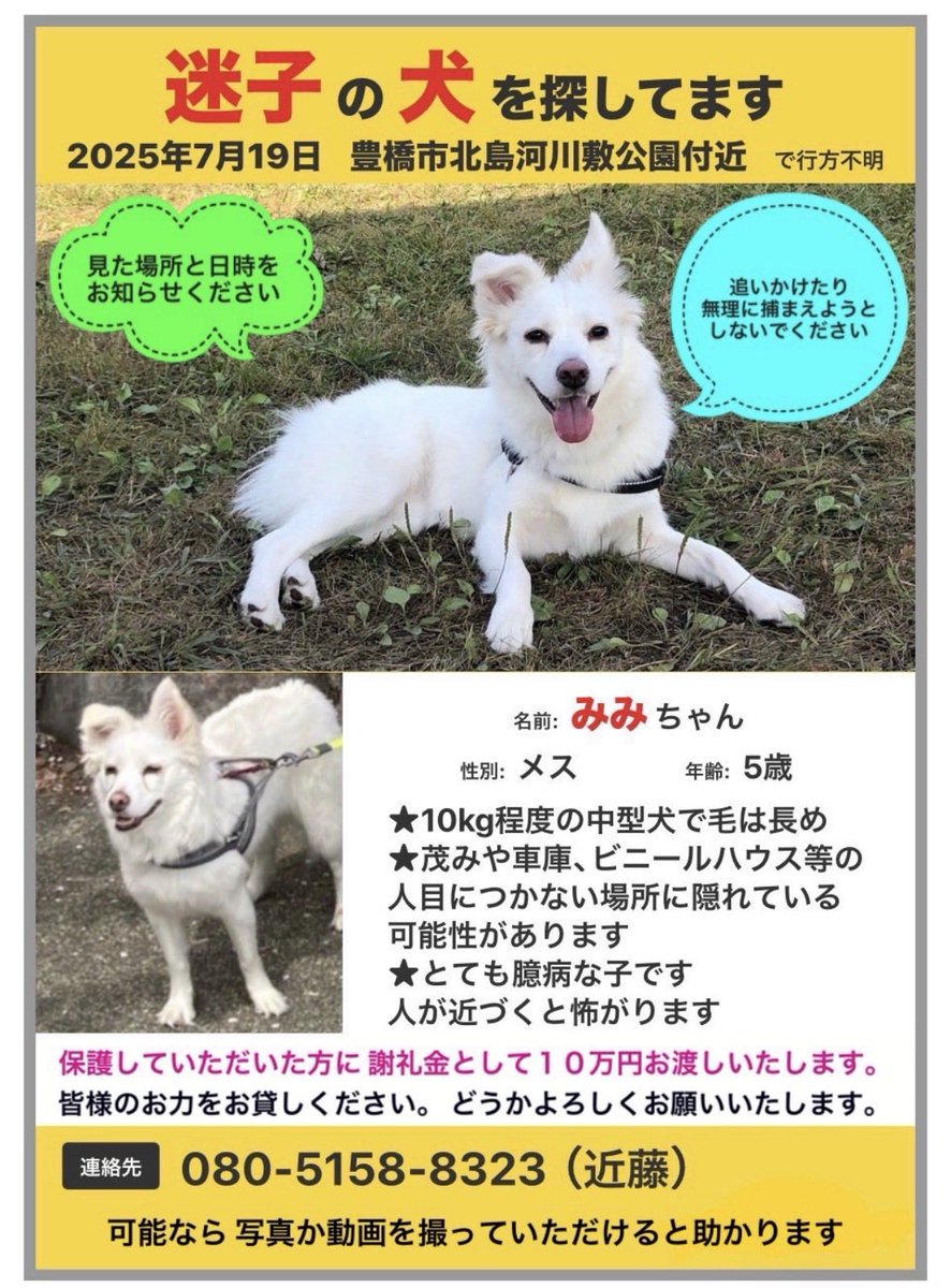 g3yObe9n29BUzq4's tweet photo. 7/19で、みみが迷子になって1年になります。
この1年、たくさんの方にご協力や励ましのお言葉をいただき、本当にありがとうございました。
今もなお、諦めることはできません。
みみが無事にどこかで生きていて、また会えることを信じて、これからも探し続けます。
引き続きよろしくお願いいたします。 https://t.co/EiGzQQpMP3