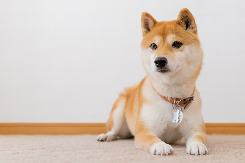 Deku_of_UA_'s tweet photo. He's brining his dog over to the same place where he was going to meet @TheExplosionGod 

"Megumin? You here?" https://t.co/hUkJTbk7iI