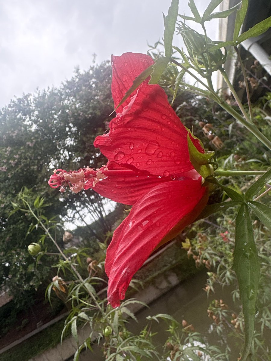 nutmeg4u's tweet photo. flower from my walk today https://t.co/FeJ5Xlt8cv
