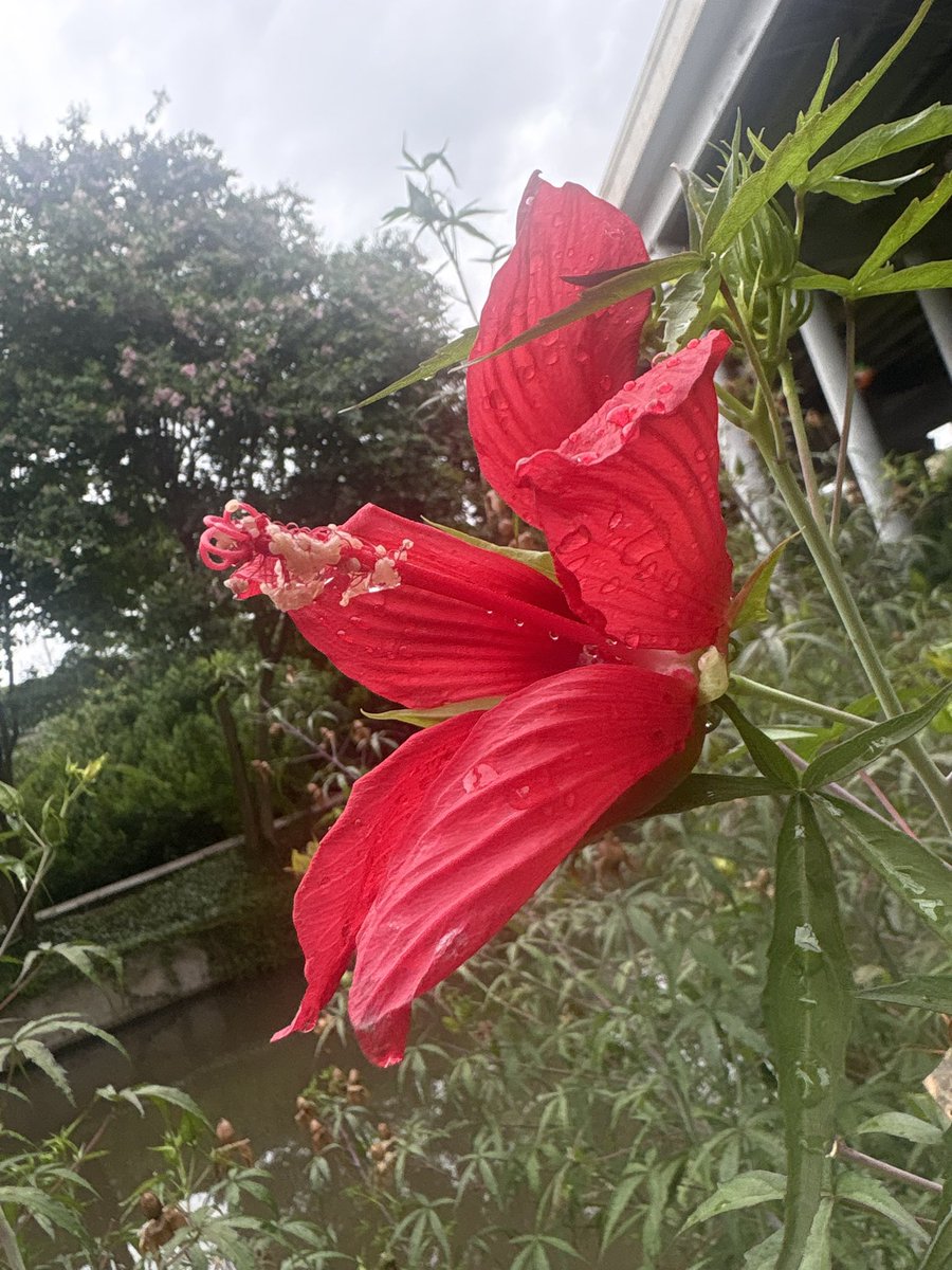 nutmeg4u's tweet photo. flower from my walk today https://t.co/FeJ5Xlt8cv