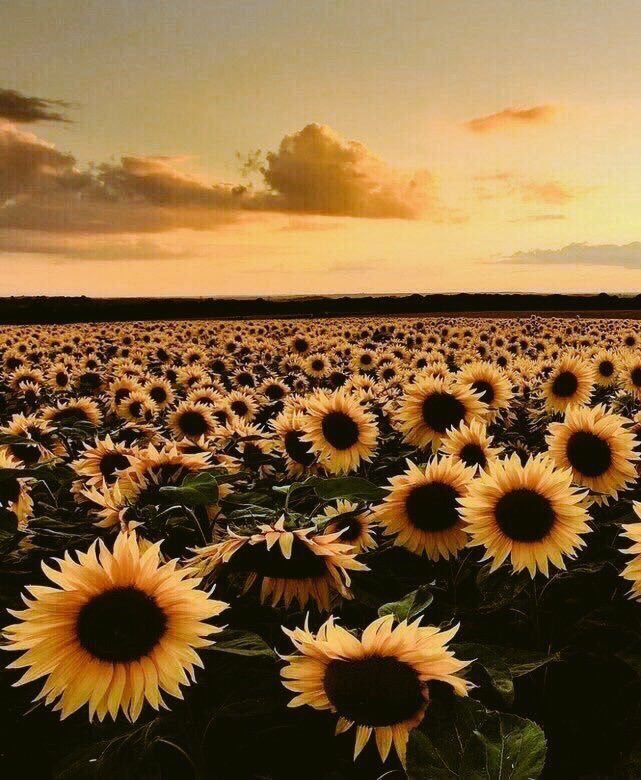 sunflowersunx's tweet photo. Sunflower Bliss🌻 https://t.co/RrDOX5zNQG