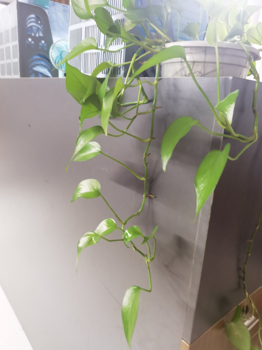 DerBaer's tweet photo. Tired of brown-edged houseplants Just check their soil moisture – stick your finger 1 inch deep, water only when it’s dry. Easy green thumbs! https://t.co/34WdvFJEkE