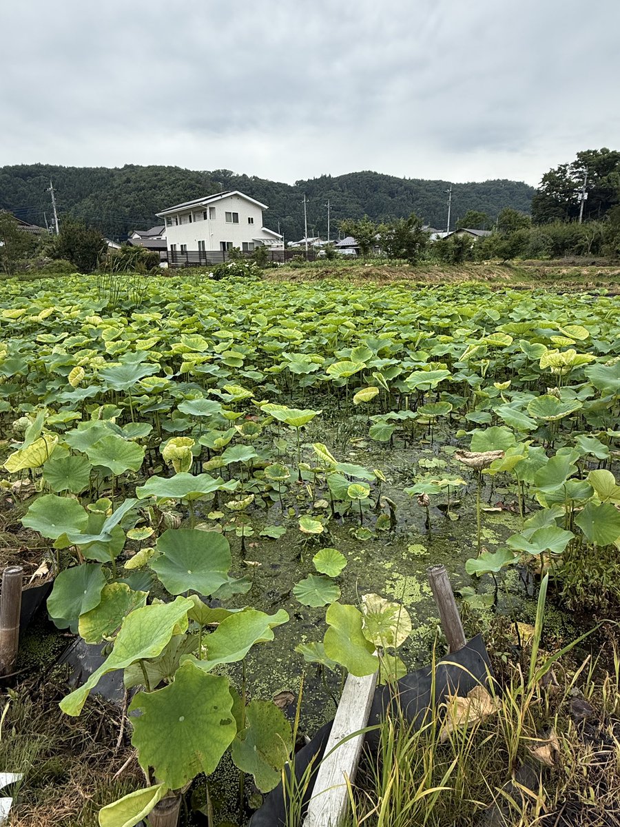 1962mayada's tweet photo. 吉祥寺の蓮を楽しみにしてましたが残念な感じになってました

#川場村
#吉祥寺 https://t.co/J6Cayxve5A