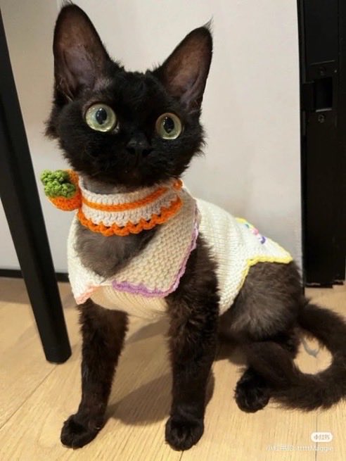 AnnieBa64790233's tweet photo. まるでジブリに登場しそうな黒猫が海外で話題に… https://t.co/ogMSEEr37M