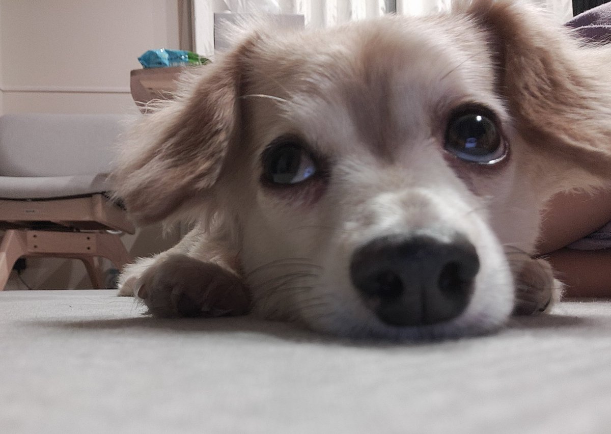 Q5Sy7a's tweet photo. イタズラ後しらばっくれる犬と仕事の邪魔する犬たち🐶🐶
ドッグラン連れて行くからねぇちょっと待っててねぇ https://t.co/Ra2yO8PtLa