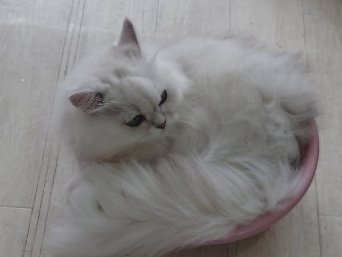 Hide110328's tweet photo. 今日は､猫カフェラグドールさんからです!(^o^) 今日も､お猫様は､癒し〜(^o^)

#猫カフェラグドール
#RAGDOLL
#今日は朝一でラグドールさん
#朝からお猫様方々に出迎えしてもろた
#朝一の猫カフェはおすすめ
#猫は究極の癒し
#猫に人生救われた人も案外多いんじゃないでしょうか
#やっぱお猫様だな～ https://t.co/vOJMOBWLZh