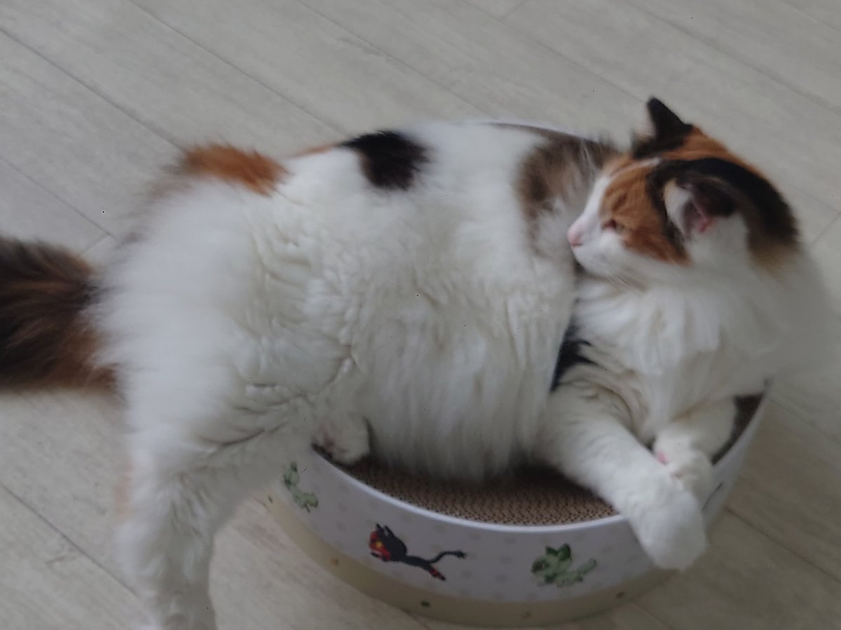 Hide110328's tweet photo. 今日は､猫カフェラグドールさんからです!(^o^) 今日も､お猫様は､癒し〜(^o^)

#猫カフェラグドール
#RAGDOLL
#今日は朝一でラグドールさん
#朝からお猫様方々に出迎えしてもろた
#朝一の猫カフェはおすすめ
#猫は究極の癒し
#猫に人生救われた人も案外多いんじゃないでしょうか
#やっぱお猫様だな～ https://t.co/vOJMOBWLZh