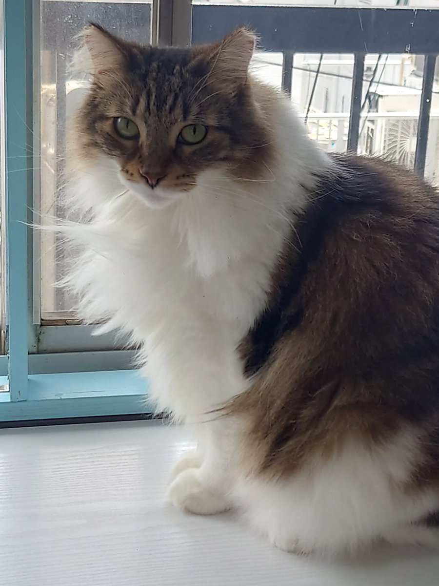 Hide110328's tweet photo. 今日は､猫カフェラグドールさんからです!(^o^) 今日も､お猫様は､癒し〜(^o^)

#猫カフェラグドール
#RAGDOLL
#今日は朝一でラグドールさん
#朝からお猫様方々に出迎えしてもろた
#朝一の猫カフェはおすすめ
#猫は究極の癒し
#猫に人生救われた人も案外多いんじゃないでしょうか
#やっぱお猫様だな～ https://t.co/vOJMOBWLZh