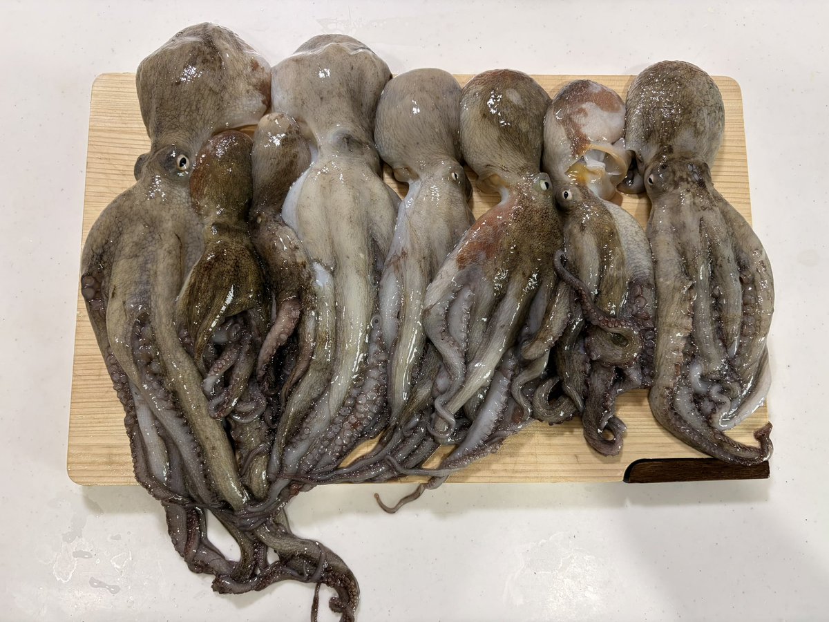 kayak8ch's tweet photo. 初めてのタコ釣り(遊漁船)！
お土産GET🐙
なんとなく釣り方分かったのでカヤックでもチャレンジしてみよう https://t.co/z5C1cPas9m