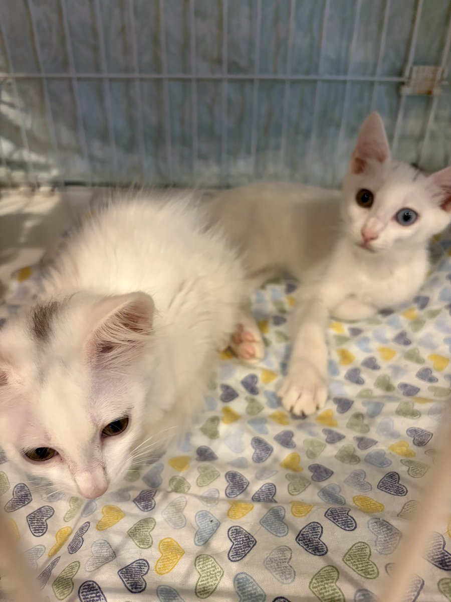hwc_nya's tweet photo. ただいま譲渡会開催中です！
かわいい子猫がたくさんおります〜 https://t.co/l3GqeyZ5tK