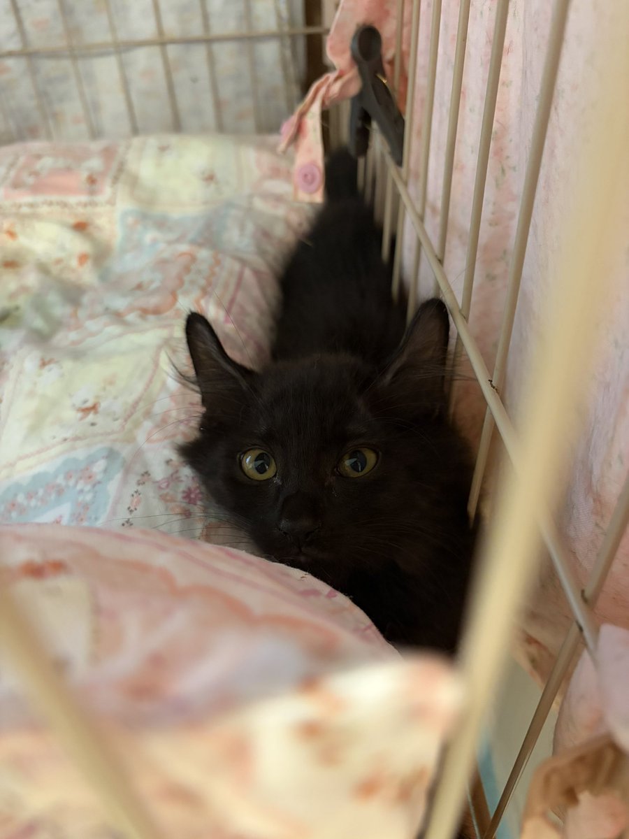 hwc_nya's tweet photo. ただいま譲渡会開催中です！
かわいい子猫がたくさんおります〜 https://t.co/l3GqeyZ5tK