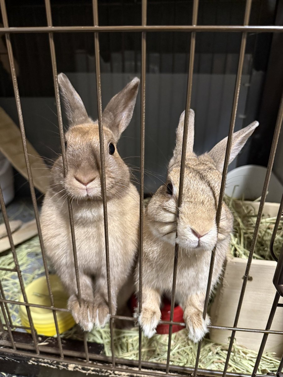 Mark207970804's tweet photo. 遊びに出かけたいです🐰🐰❗️ https://t.co/UK4berjvBD