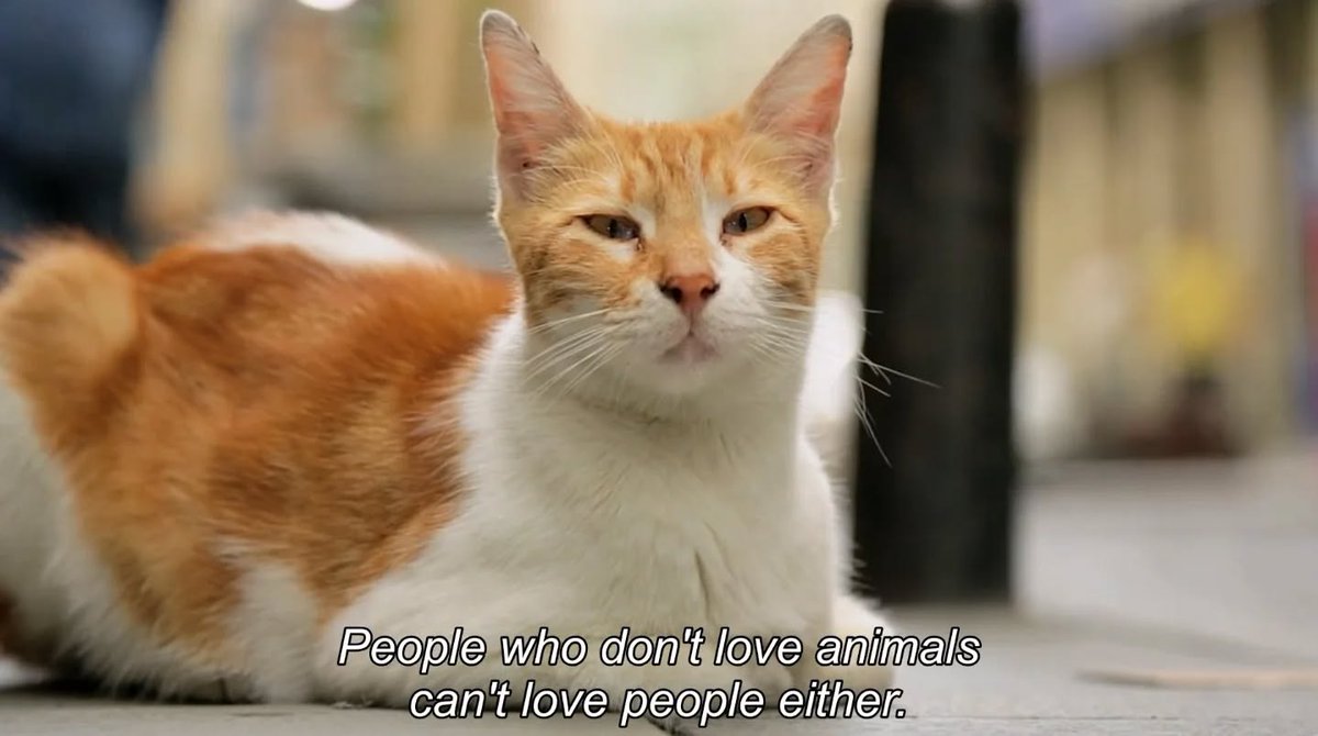 auteurhouse's tweet photo. 🎬 Kedi (2016) https://t.co/4s7kxsK7nT