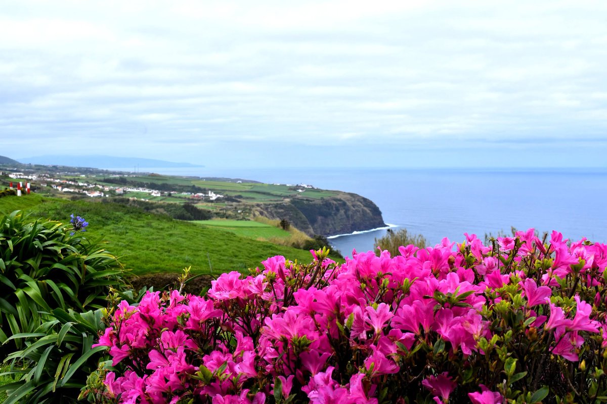 alentejo_1970's tweet photo. A linda flora da Ilha de São Miguel. #Açores https://t.co/WXHNwjDHAh