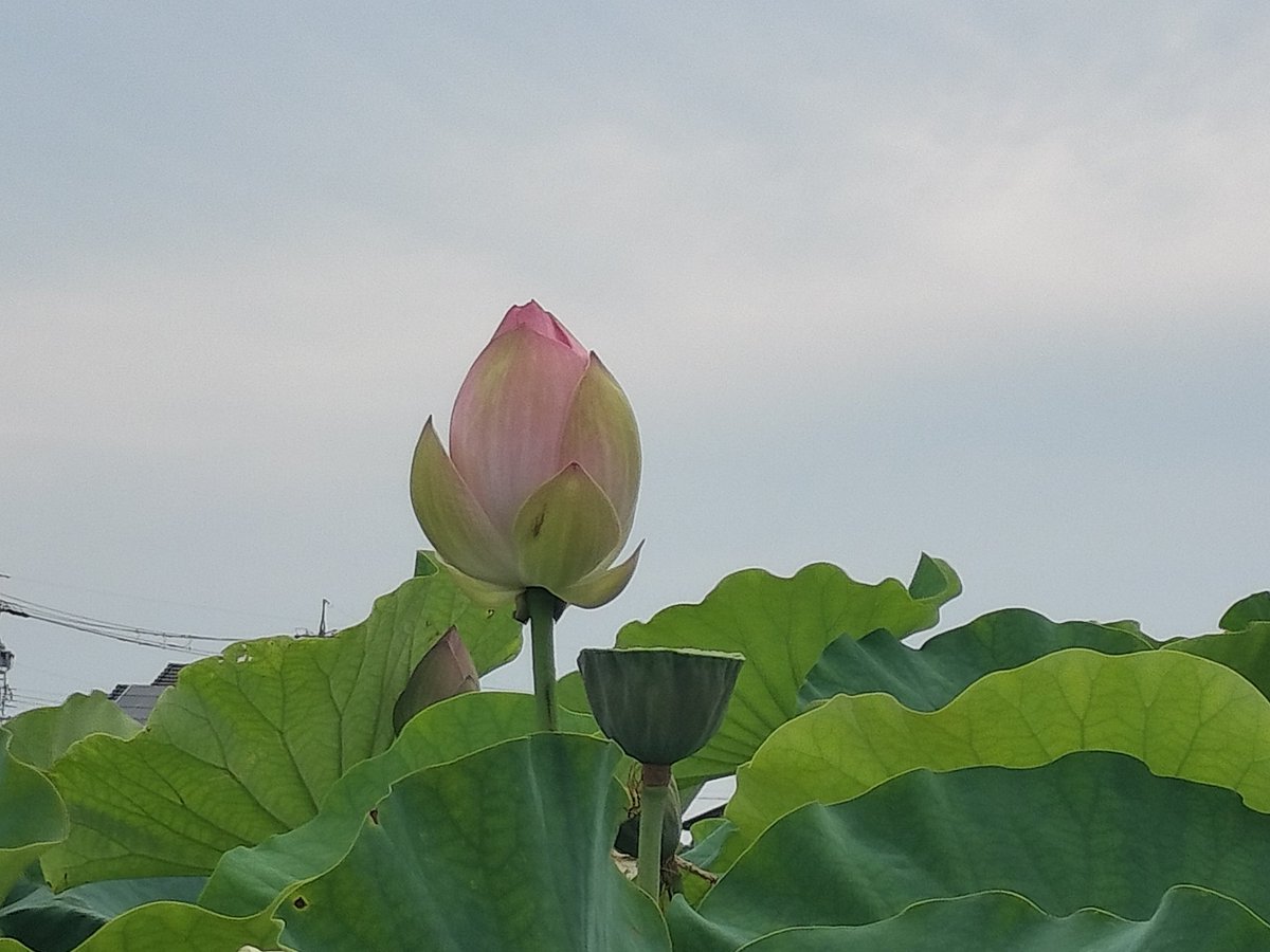 utut_uchan's tweet photo. 綺麗だった🪷⟡.·*.🪷⟡.·*.

 #花はす
 #愛西市
 #ファインダー越しの私の世界 https://t.co/SpepcXkuXv