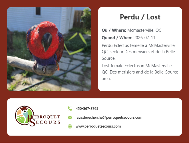 JOJOdePS's tweet photo. (11 juillet 2026) perdu Eclectus à McMasterville QC

https://t.co/E0lnoiB3aA https://t.co/V1mg0aFMOG