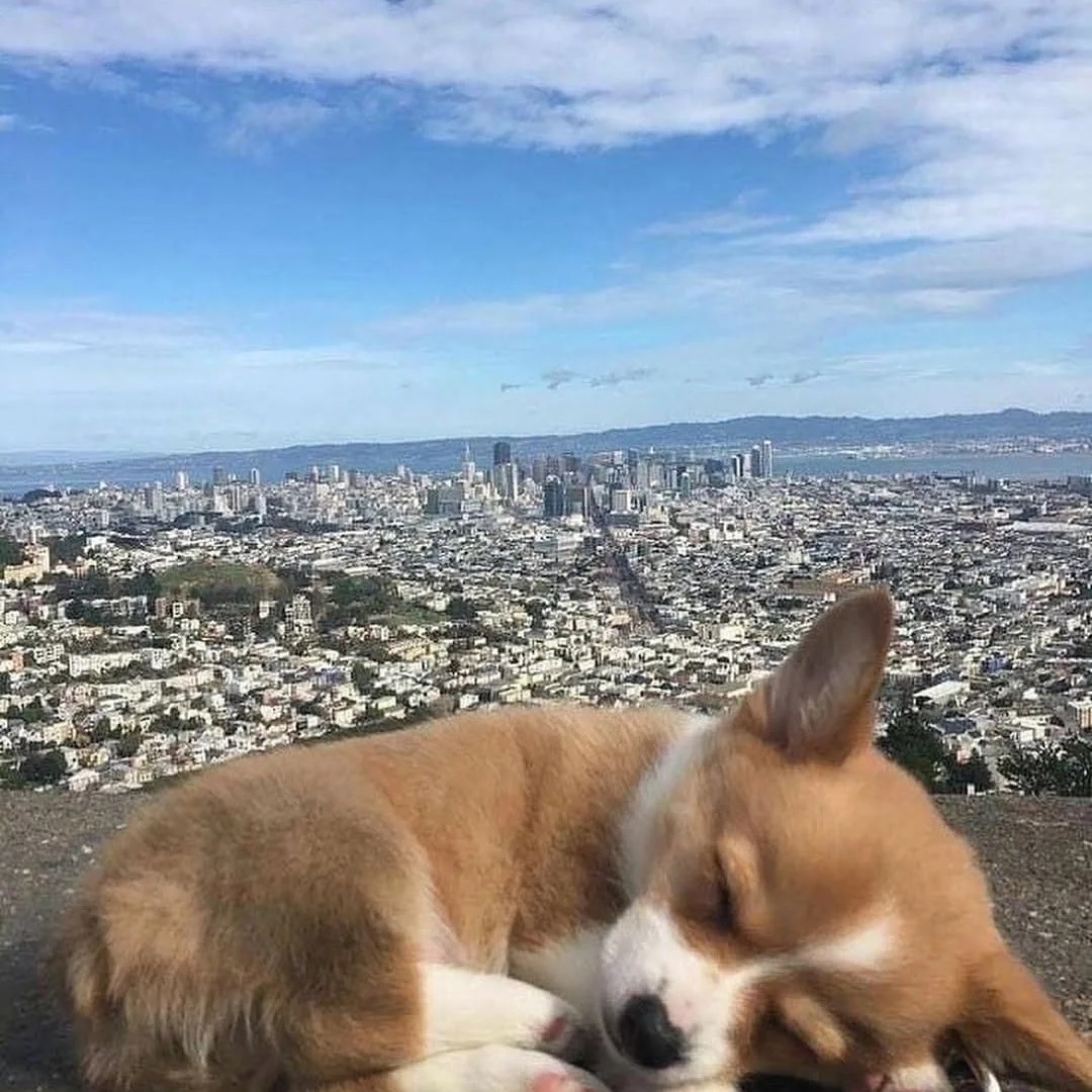 JosephineK1761's tweet photo. Sleeping Beauty
#FluffyCorgi #CorgiLoveAffair #CorgiLovers #CorgiFamily #CorgiSquad #PrincessWelshCorgi https://t.co/SsGkRK5zsu