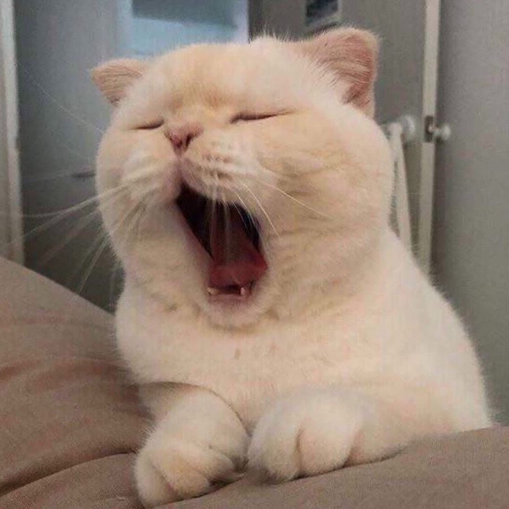 lucxxtohu's tweet photo. อ๊าาาาาาาาาาาาาาาาาาาาาาาาา https://t.co/pfzNml8MEI