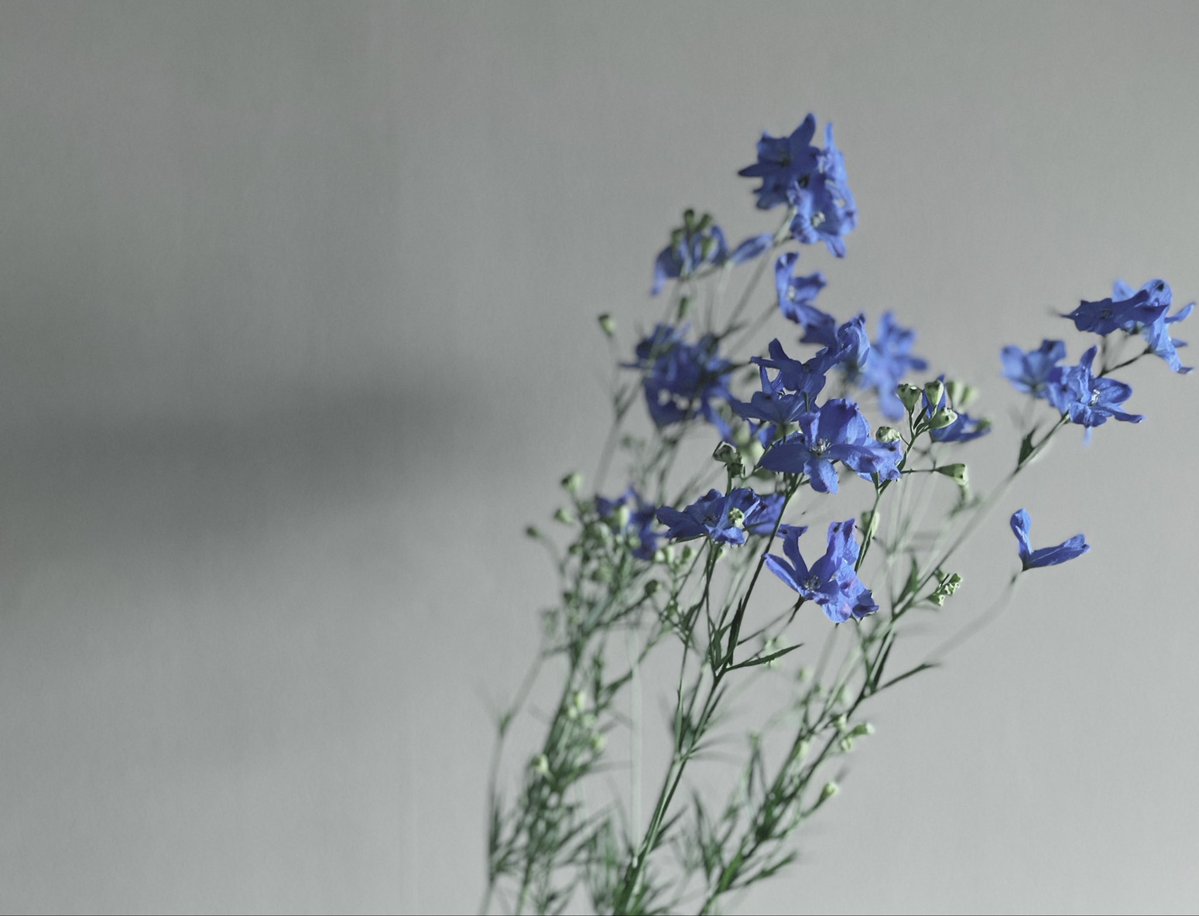 【星屑】 7/12 (日) 16:00 - 21:00