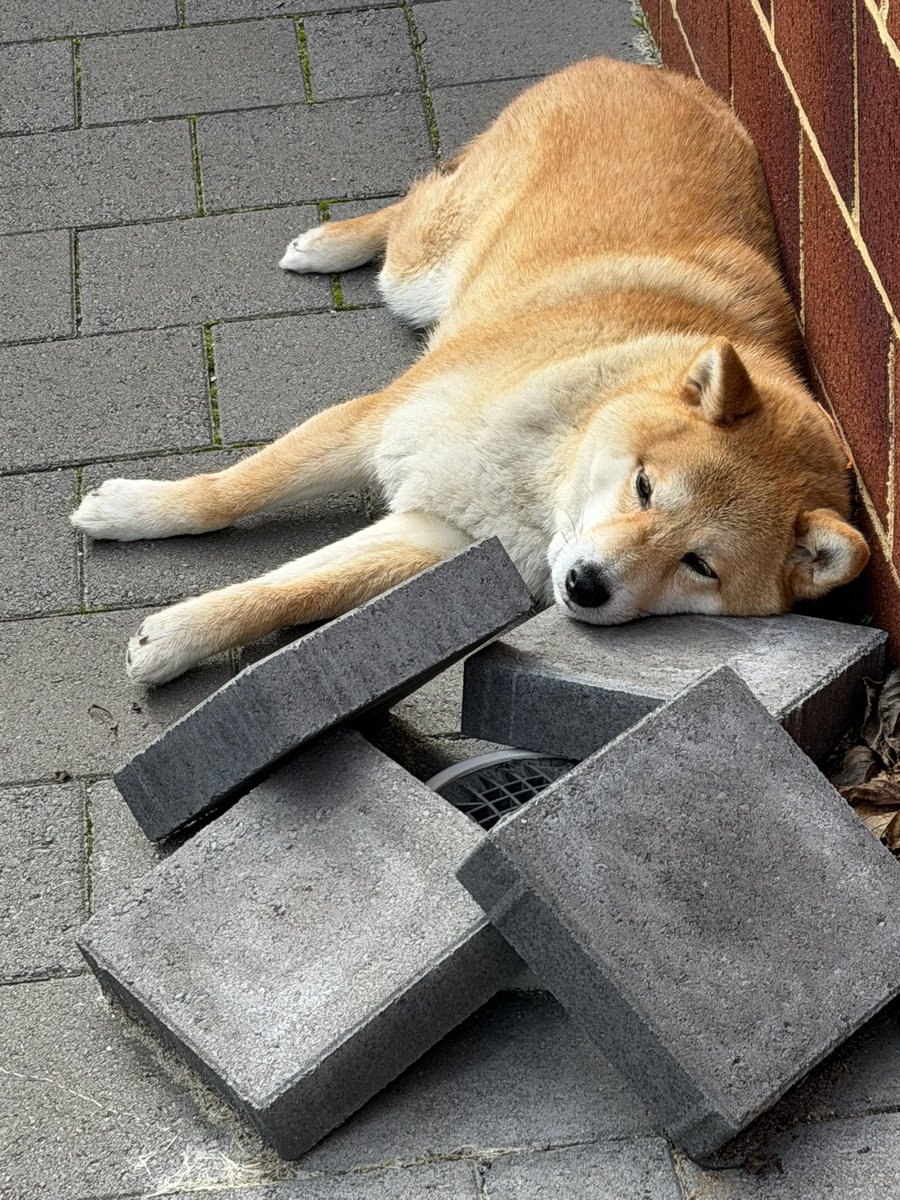 jotaro_minori's tweet photo. やめて…どうしてそこでリラックスできるの…
(飼い主洗濯物を干している間にこれ)

#柴犬 https://t.co/ixwEIe8Ssc